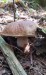 orava